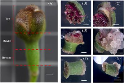 Establishment of feijoa (Acca sellowiana) callus and cell suspension cultures and identification of arctigenin - a high value bioactive compound
